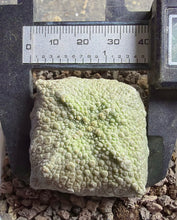 Load image into Gallery viewer, Pseudolithos cubiformis

