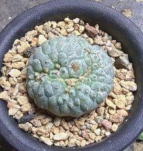 Load image into Gallery viewer, Lophophora peyote crested
