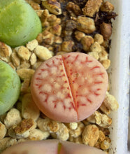 Load image into Gallery viewer, Lithops Variegated

