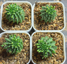 Load image into Gallery viewer, Euphorbia susannae（each）
