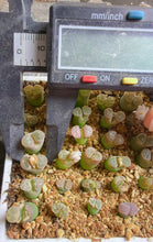 Load image into Gallery viewer, Conophytum caroli, Pink Form
