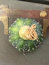 Load image into Gallery viewer, Astrophytum asterias
