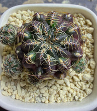 Load image into Gallery viewer, Sulcorebutia

