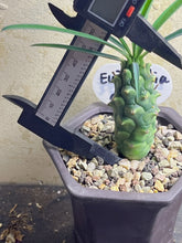Load image into Gallery viewer, Euphorbia Clava

