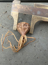 Load image into Gallery viewer, Othonna cacalioides
