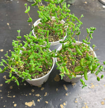 Load image into Gallery viewer, Drosanthemum globosum （big）
