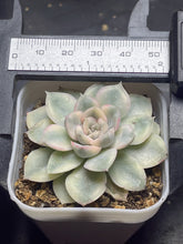 Load image into Gallery viewer, Echeveria &#39;moon Fairy&#39; Variegated
