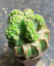 Load image into Gallery viewer, Aztekium Valdezii(grafted)
