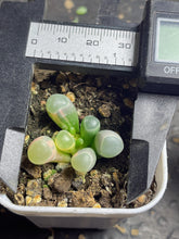 Load image into Gallery viewer, Fenestraria Rhopalophylla &quot;baby toes&#39; Variegated
