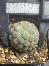 Load image into Gallery viewer, Tephrocactus geometricus
