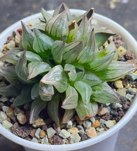Load image into Gallery viewer, Haworthia magnifica v.atrofusca
