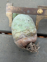 Load image into Gallery viewer, Tephrocactus geometricus

