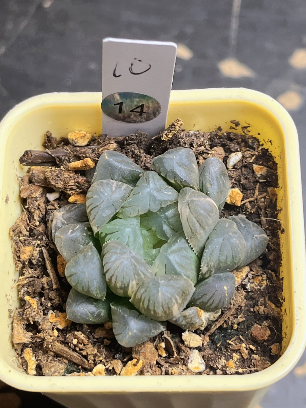 Haworthia variegated