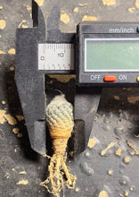 Load image into Gallery viewer, Turbinicarpus dickisoniae

