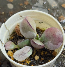 Load image into Gallery viewer, Adromischus
