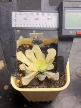 Load image into Gallery viewer, Haworthia variegated
