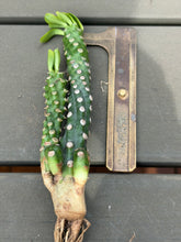 Load image into Gallery viewer, Euphorbia Royleana bois
