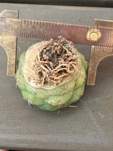 Load image into Gallery viewer, CORYPHANTHA ELEPHANTIDENS CV. INERMIS
