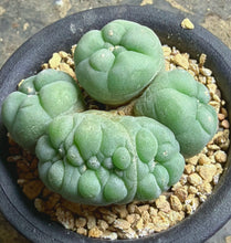 Load image into Gallery viewer, Lophophora peyote crested
