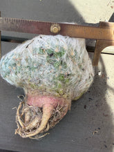 Load image into Gallery viewer, Mammillaria bocasana v. multilanata
