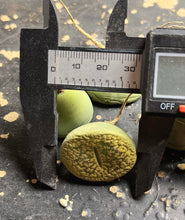 Load image into Gallery viewer, Lithops hookeri &#39;Aubarede&#39; C38A（each)
