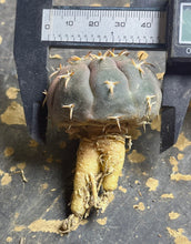 Load image into Gallery viewer, GYMNOCALYCIUM spegazzinii v.unguispinum
