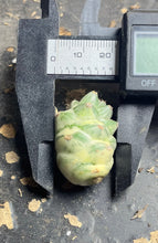 Load image into Gallery viewer, Monadenium ritchiei Variegated
