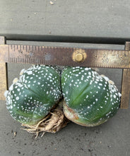 Load image into Gallery viewer, Astrophytum asterias
