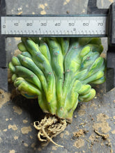 Load image into Gallery viewer, myrtillocactus geometrizans cristata  variegated
