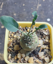 Load image into Gallery viewer, Euphorbia globulicaulis
