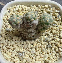 Load image into Gallery viewer, Mammillaria theresae f. albiflora
