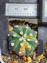 Load image into Gallery viewer, Astrophytum asterias Variegated
