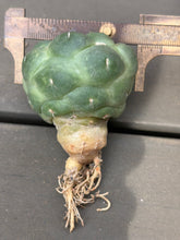 Load image into Gallery viewer, CORYPHANTHA ELEPHANTIDENS CV. INERMIS
