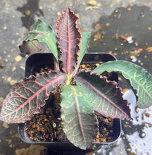 Load image into Gallery viewer, Euphorbia Francoisii
