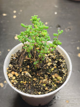Load image into Gallery viewer, Drosanthemum sp （big）
