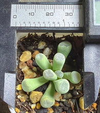 Load image into Gallery viewer, Frithia humilis
