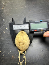Load image into Gallery viewer, Matelea cyclophylla
