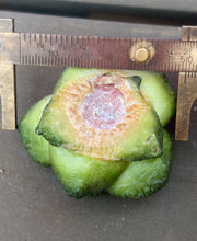 Load image into Gallery viewer, Ariocarpus Godzilla
