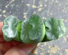 Load image into Gallery viewer, Haworthia truncata

