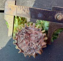 Load image into Gallery viewer, Stenocactus Multicostatus CV Inermis

