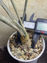 Load image into Gallery viewer, Astrophytum caput-medusae
