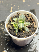 Load image into Gallery viewer, gasteria gracilis variegata
