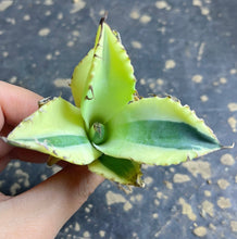 Load image into Gallery viewer, Agave titanota 'Snaggle Tooth'
