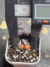 Load image into Gallery viewer, Astrophytum asterias Variegated
