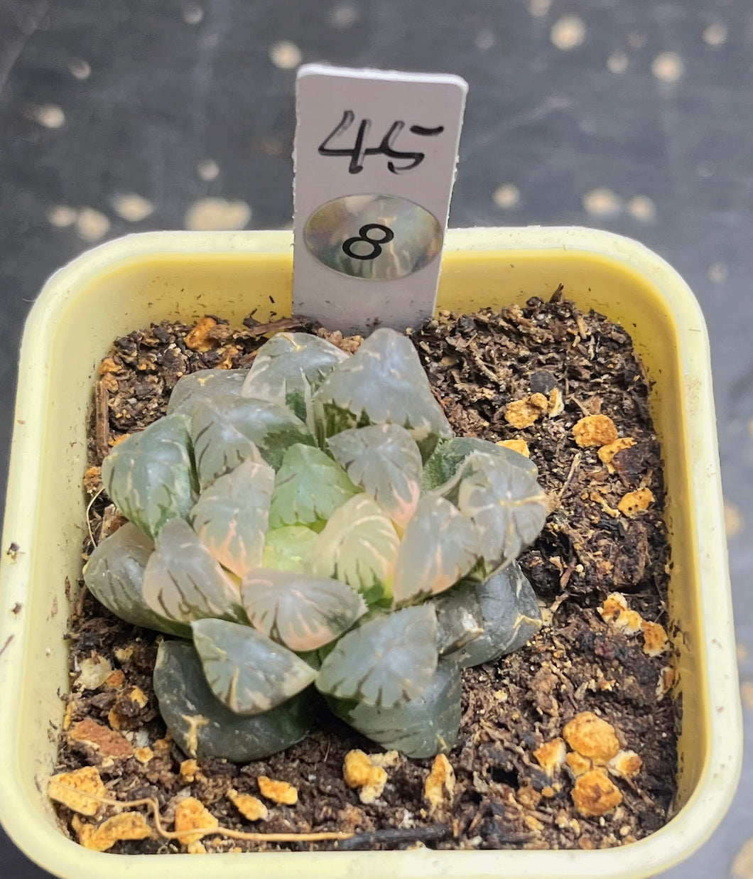 Haworthia variegated