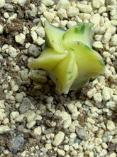 Load image into Gallery viewer, Astrophytum myriostigma variegated
