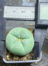 Load image into Gallery viewer, Lophophora peyote
