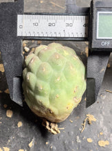 Load image into Gallery viewer, Tephrocactus geometricus
