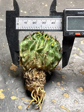 Load image into Gallery viewer, Stenocactus phyllacanthus Variegate
