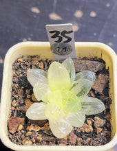 Load image into Gallery viewer, Haworthia variegated
